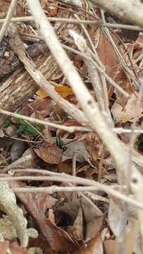 Image of Yellow-striped Poison Frog