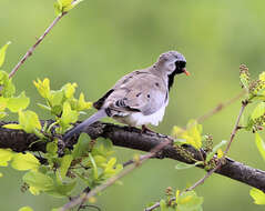 Imagem de Oena capensis capensis (Linnaeus 1766)