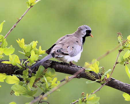 Imagem de Oena capensis capensis (Linnaeus 1766)