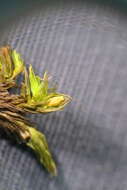 Image of <i>Lewinskya acuminata</i>