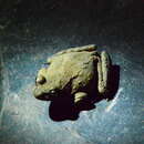 Image of Asiatic Grass Frog