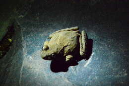 Image of Asiatic Grass Frog