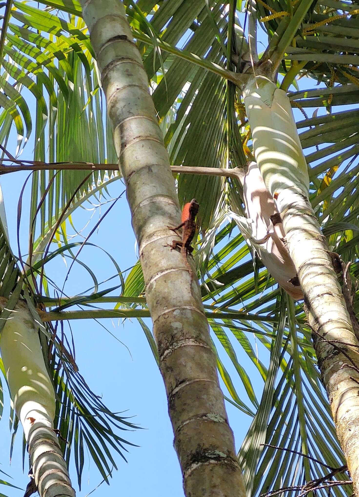 Image of Anolis charlesmyersi Köhler 2010