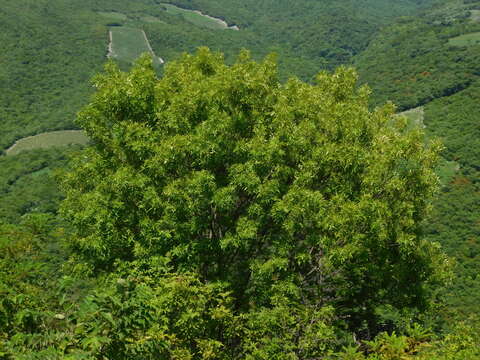 Image of Fraxinus purpusii Brandegee