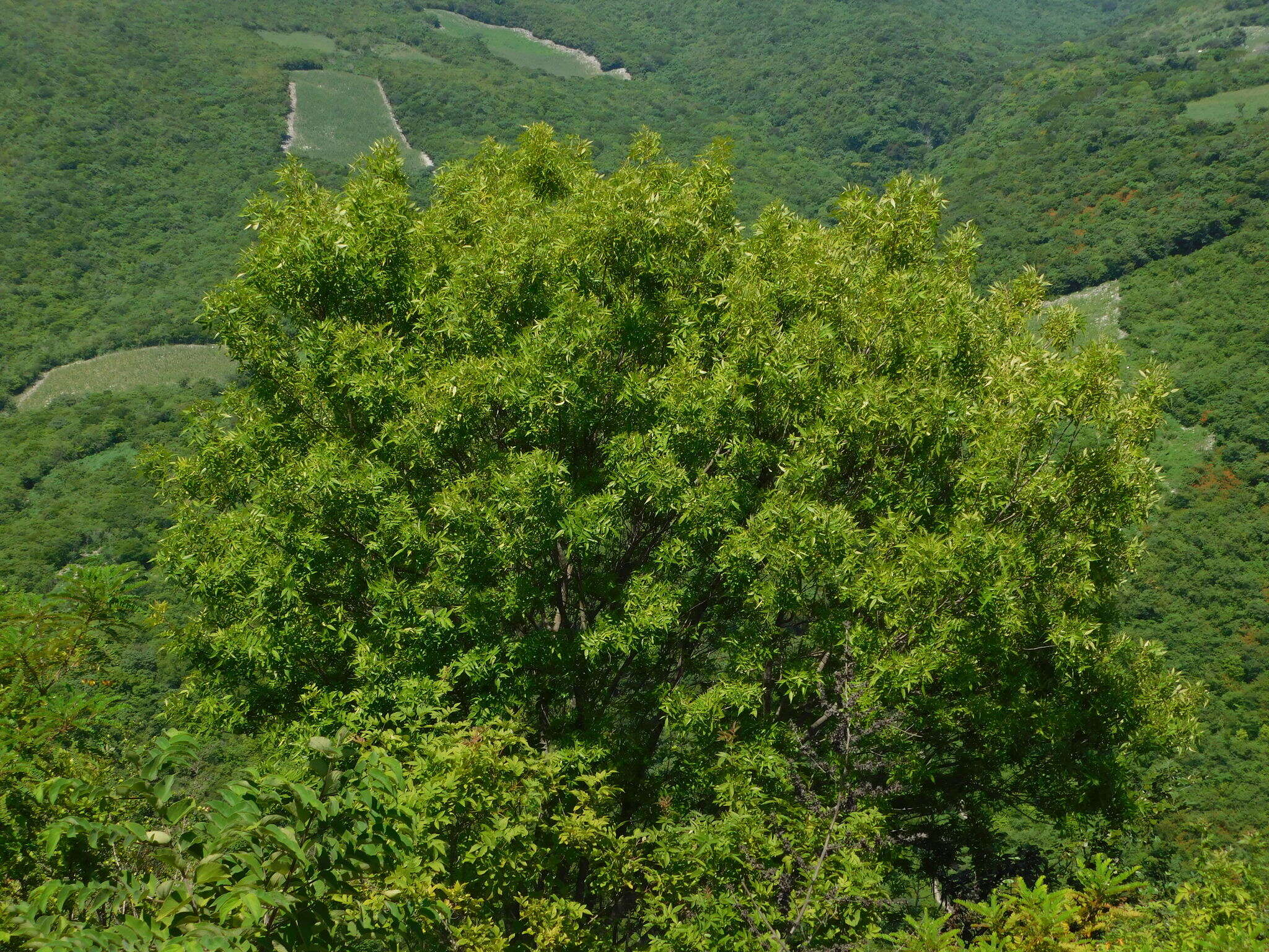 Image of Fraxinus purpusii Brandegee