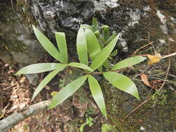 Image of Bamboo Cycad