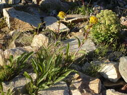 Plancia ëd Solidago compacta Turcz.