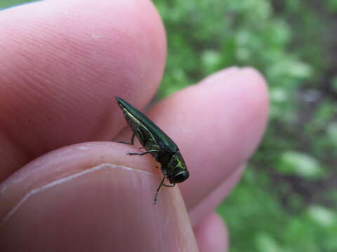 Image of Emerald ash borer