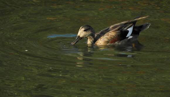 صورة Mareca strepera strepera (Linnaeus 1758)