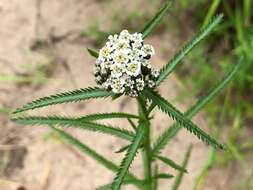 Image of Chinese yarrow