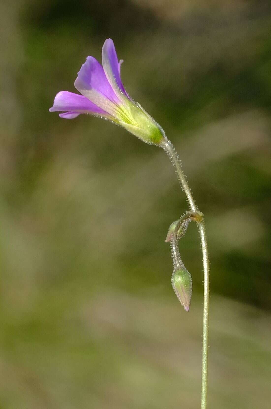 Sivun Oxalis stellata Eckl. & Zeyh. kuva