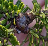 Image of Balsam Woolly Adelgid