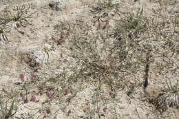 Image of Fish Slough milkvetch