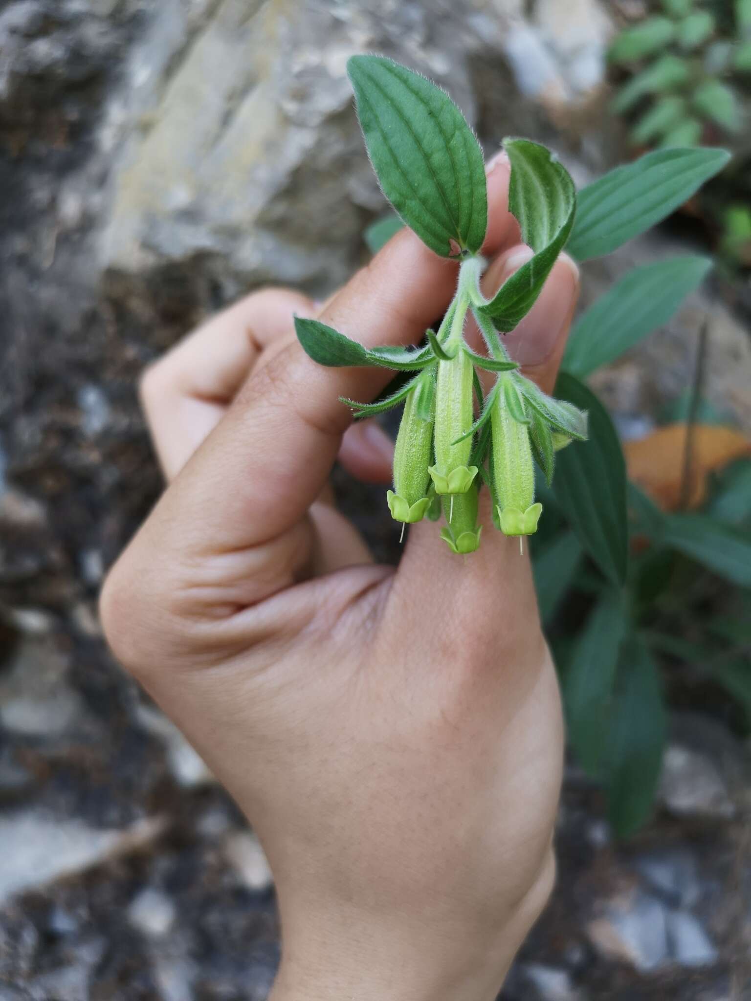 Image of green stoneseed