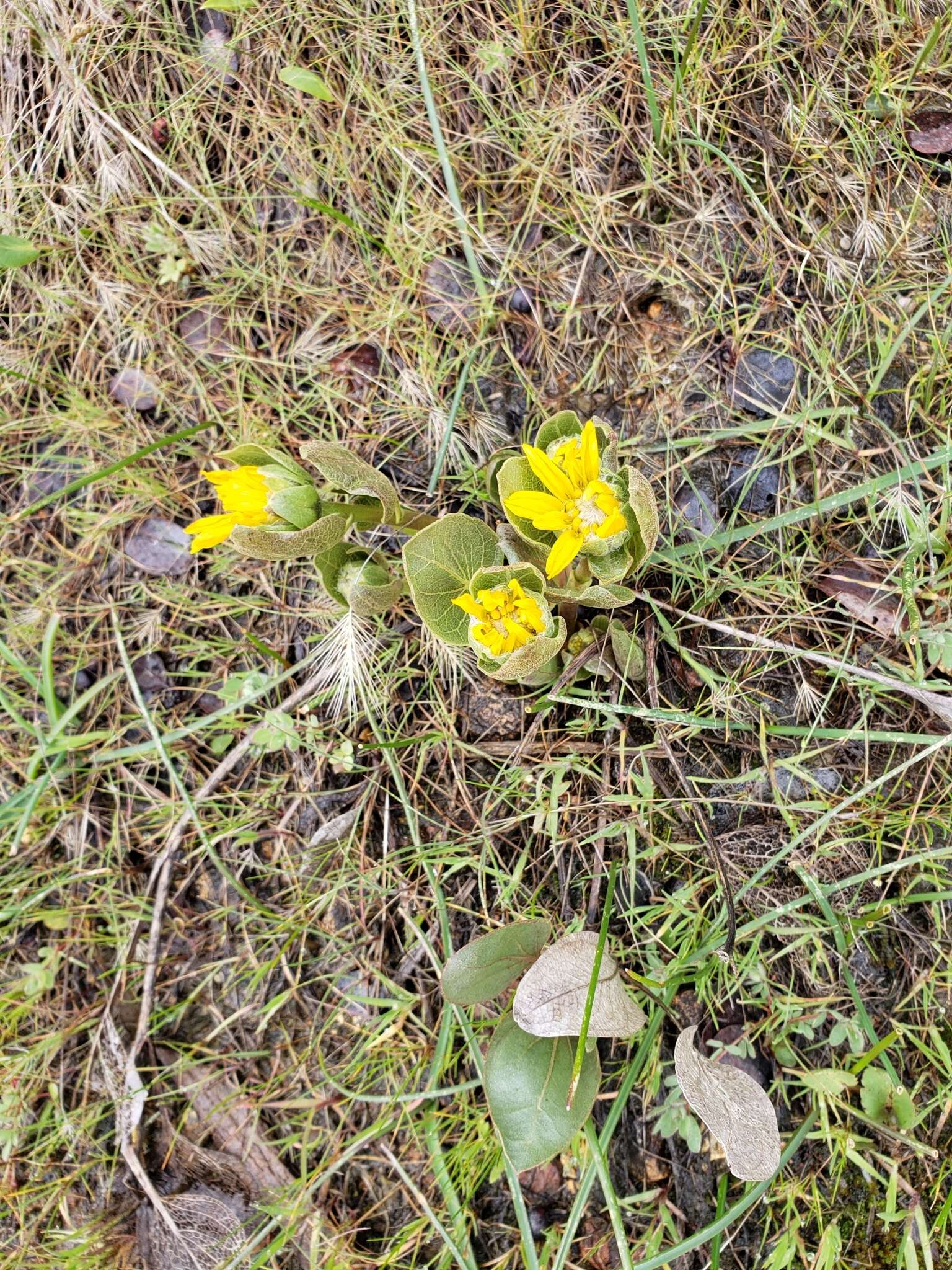 Image of Bolander's mule-ears