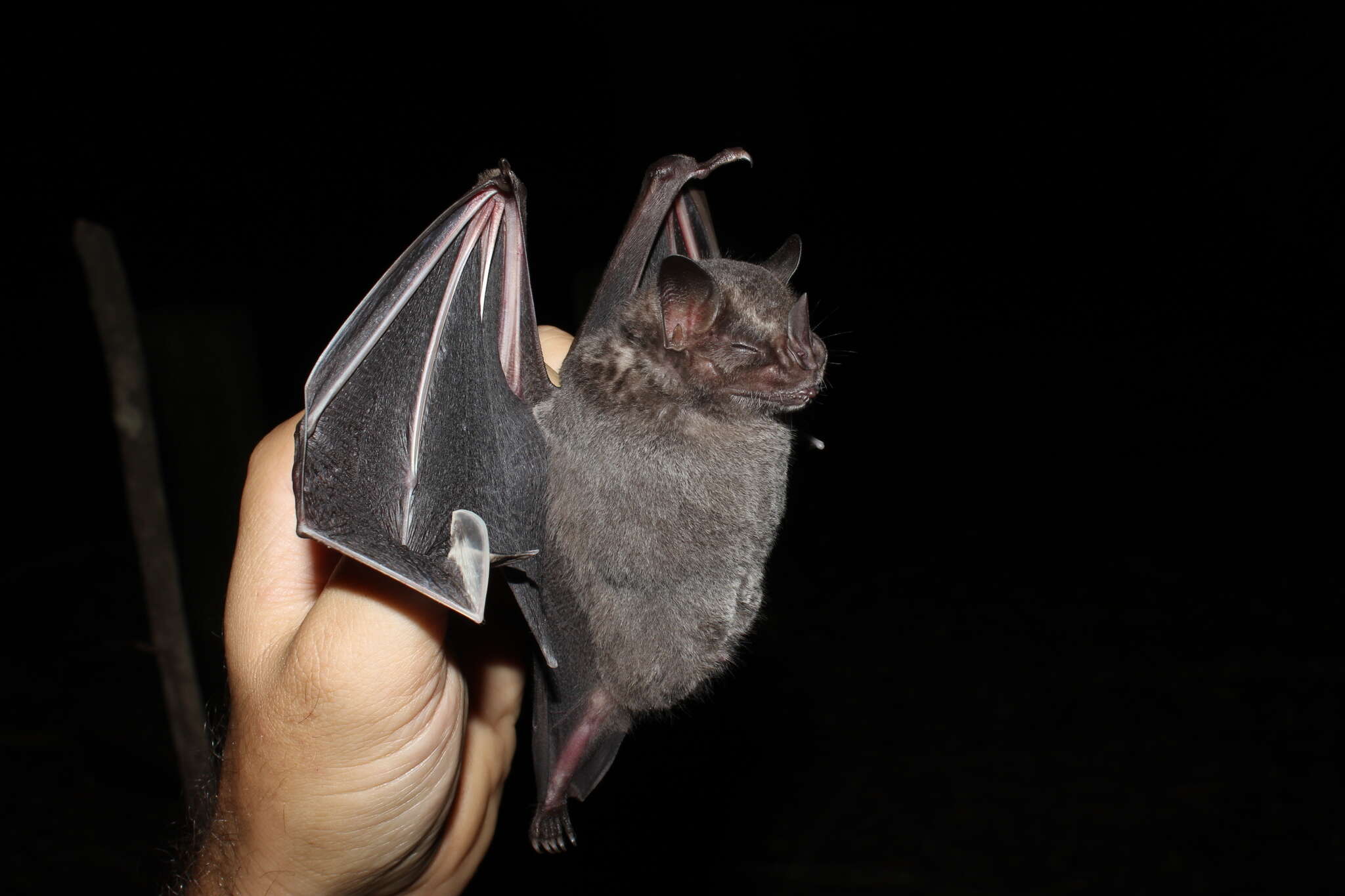 Image of Dark Fruit-eating Bat