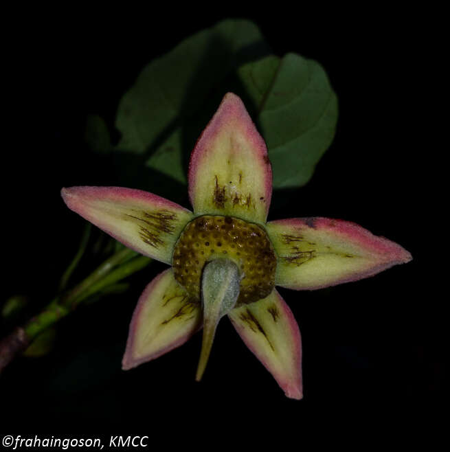 Image of Sloanea rhodantha (Bak.) Capuron