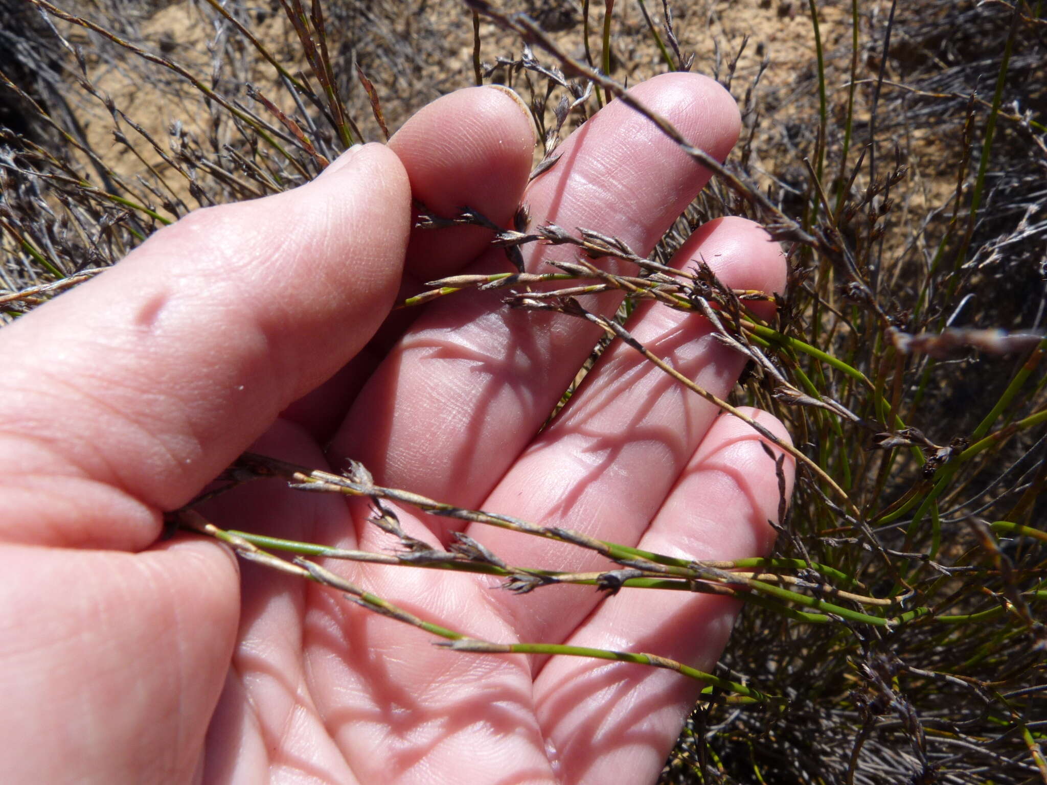 Image of Restio rottboellioides Kunth