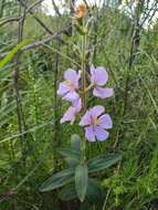 Image de Pleroma gracile (Bonpl.) A. Gray