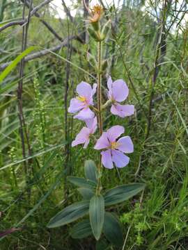 Слика од Pleroma gracile (Bonpl.) A. Gray