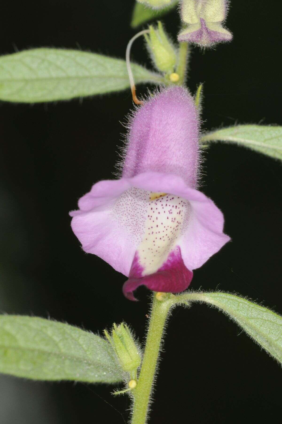 Sesamum indicum subsp. malabaricum (Burm.) Bedigian的圖片