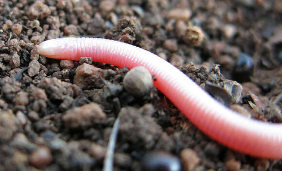 Image of Lang's Worm Lizard