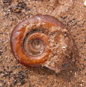 Image of Great Ram's Horn Snail