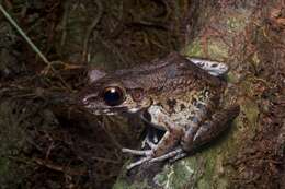 Imagem de Pulchrana glandulosa (Boulenger 1882)