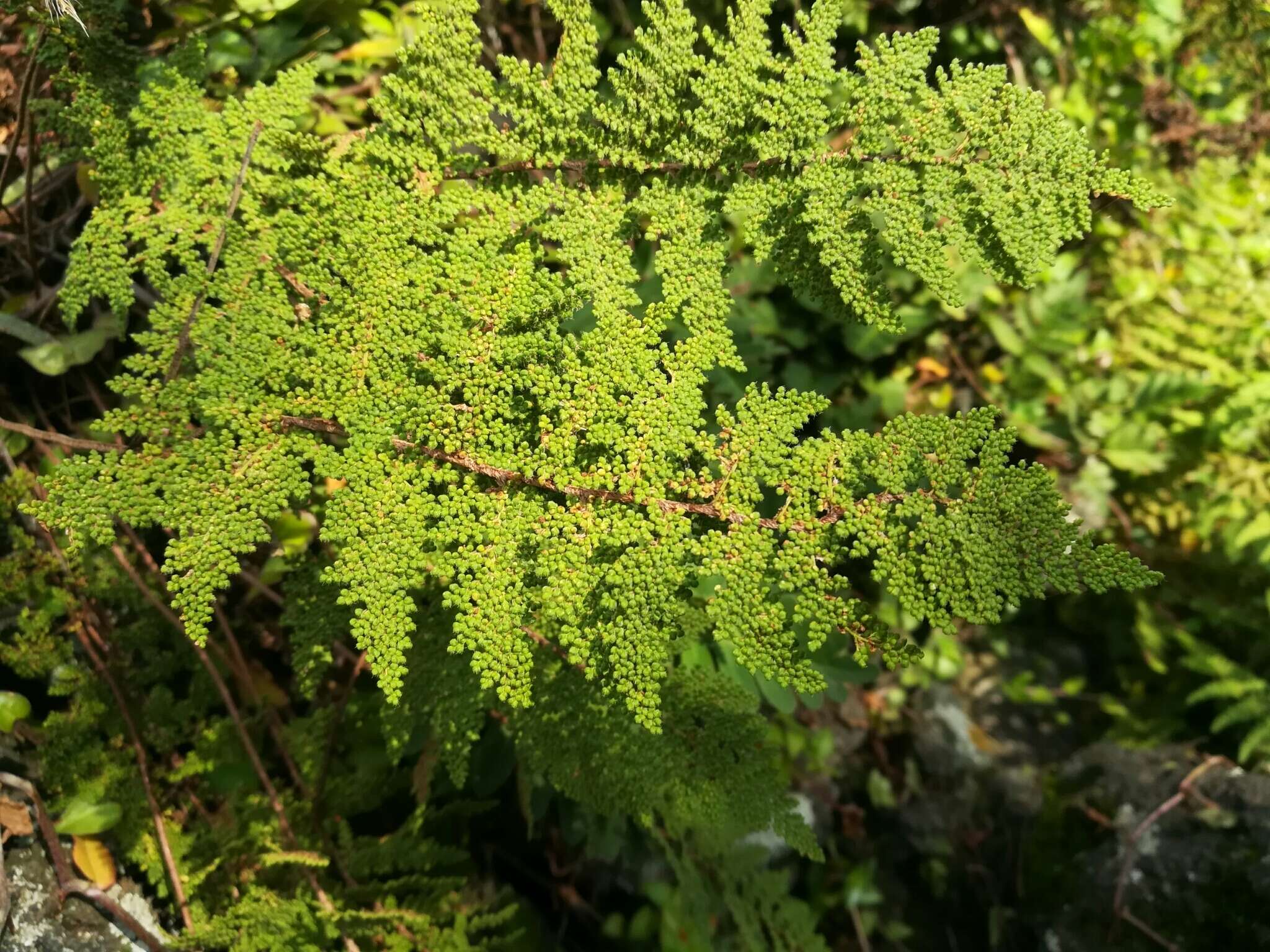 Image of Myriopteris myriophylla (Desv.) J. Sm.