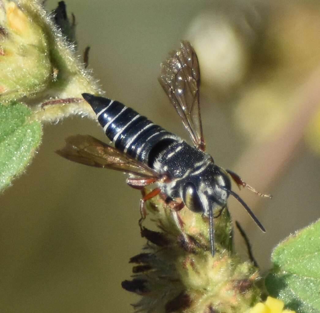 Image of Coelioxys mexicanus Cresson 1878