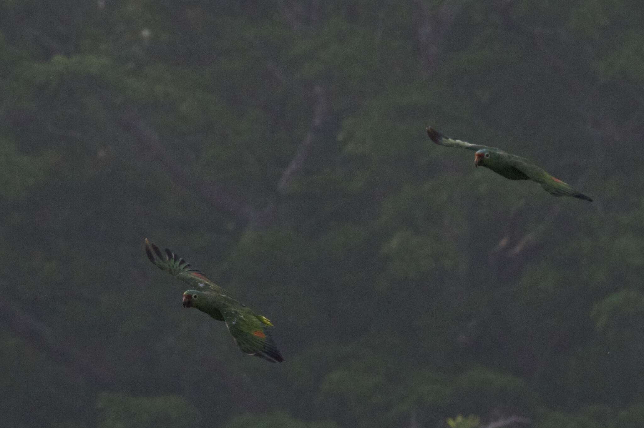 Image of Red-lored Parrot, Red-lored Amazon