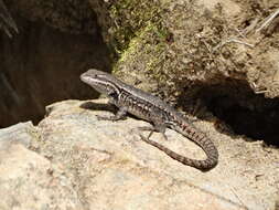 Image of Largescale Spiny Lizard