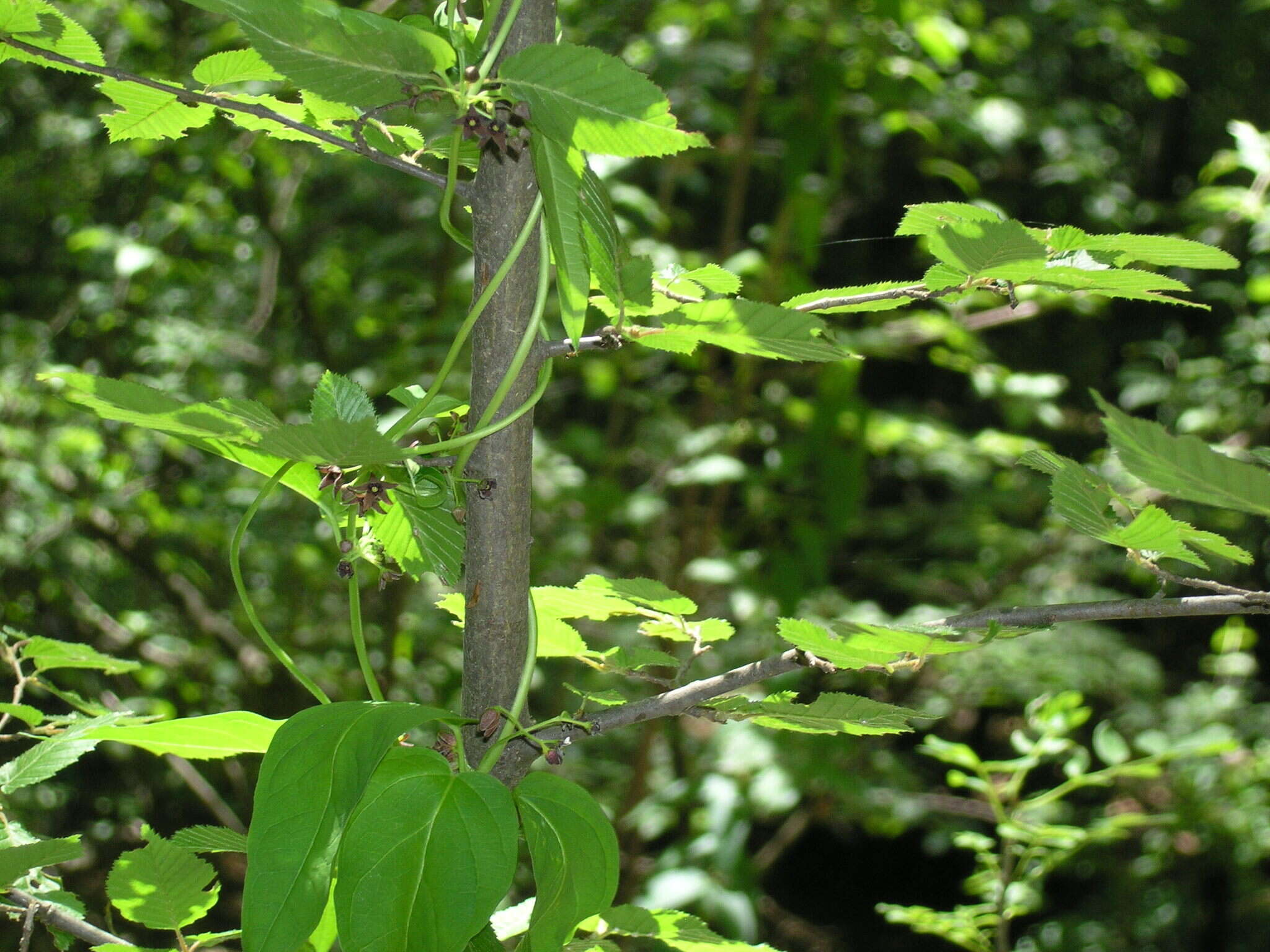 Image of Vincetoxicum scandens Sommier & Levier