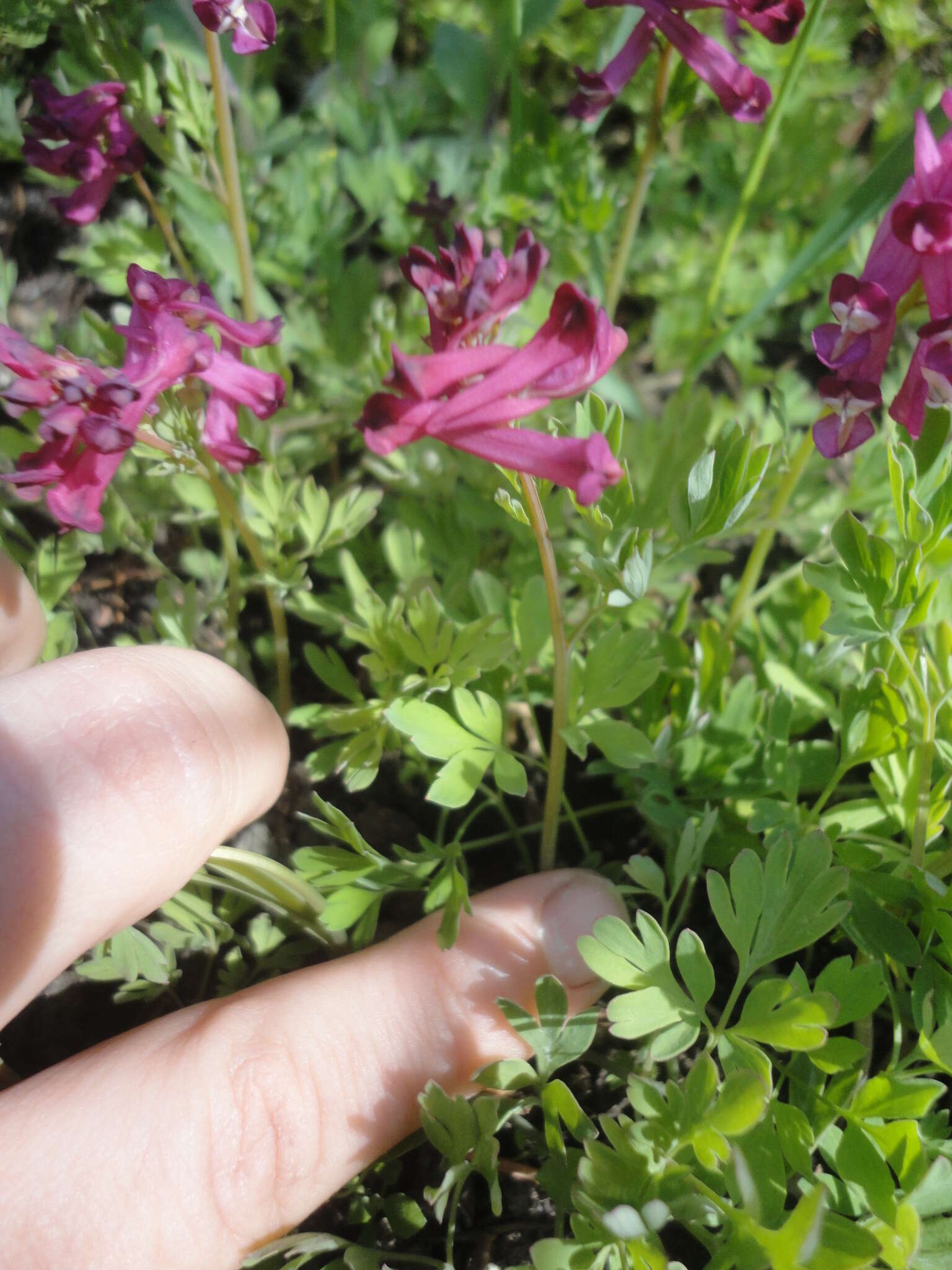 Image of Corydalis buschii Nakai