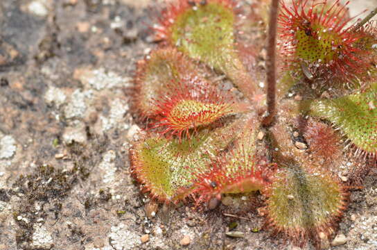 Image of Drosera dielsiana Exell & Laundon