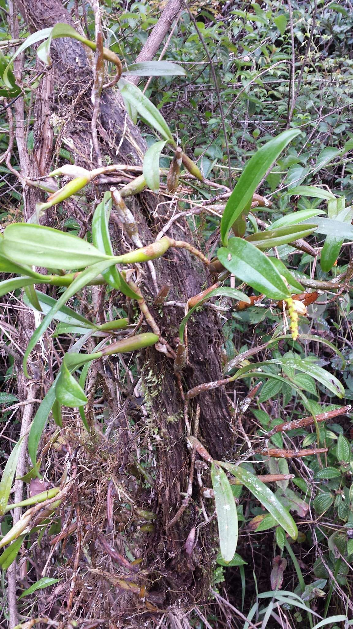 Image of Bulbophyllum auriflorum H. Perrier