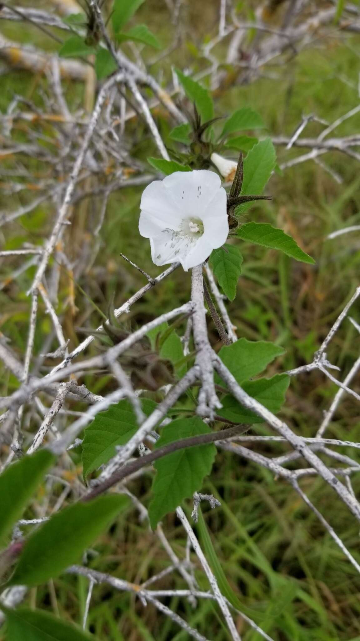 Image of roadside woodrose