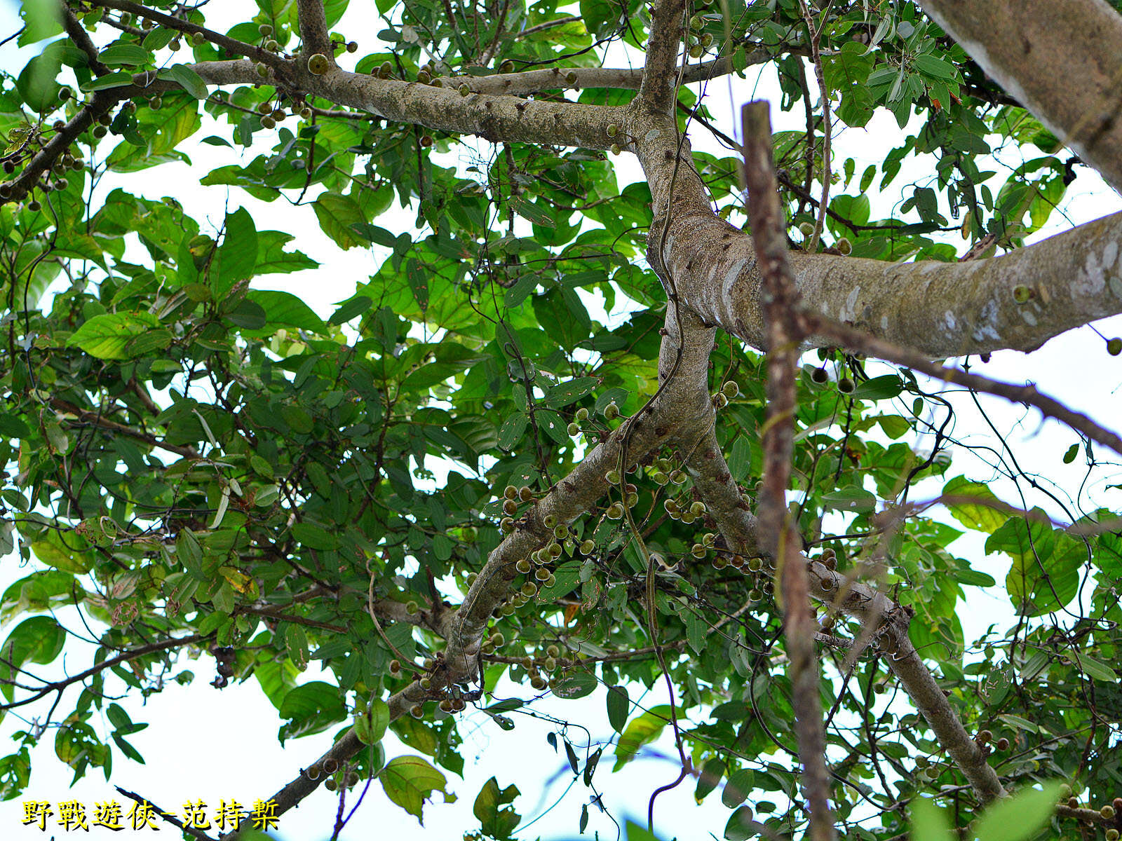 Image of Ficus variegata Bl.