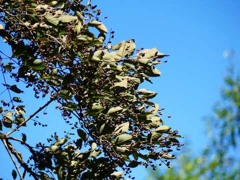 Plancia ëd Lagerstroemia microcarpa Wight