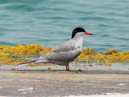 Image of White-cheeked Tern