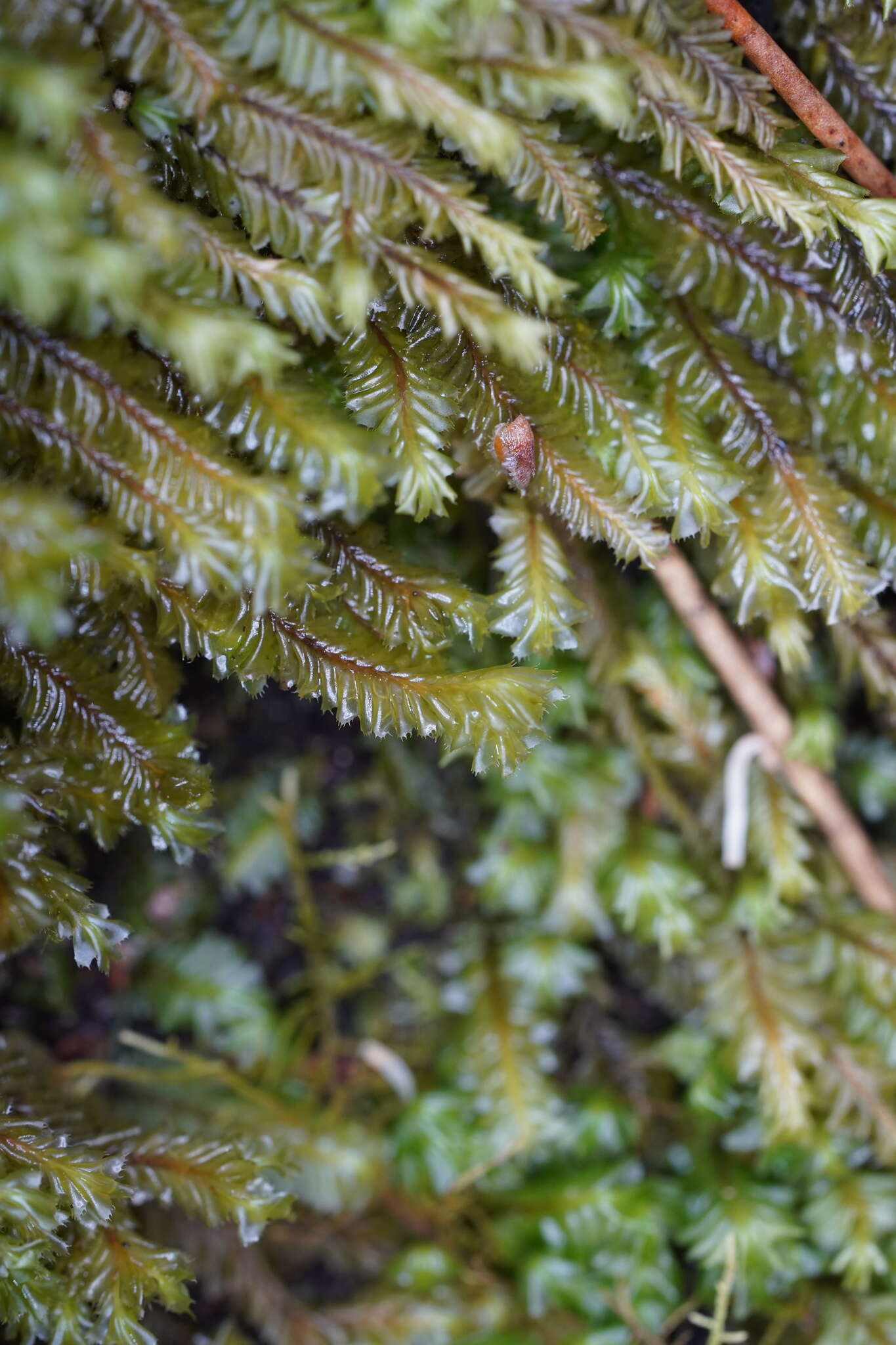 Image of Plagiochila fasciculata Lindenb.