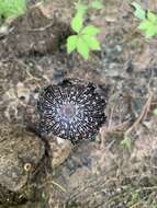 Image of Coprinus spadiceisporus Bogart 1976