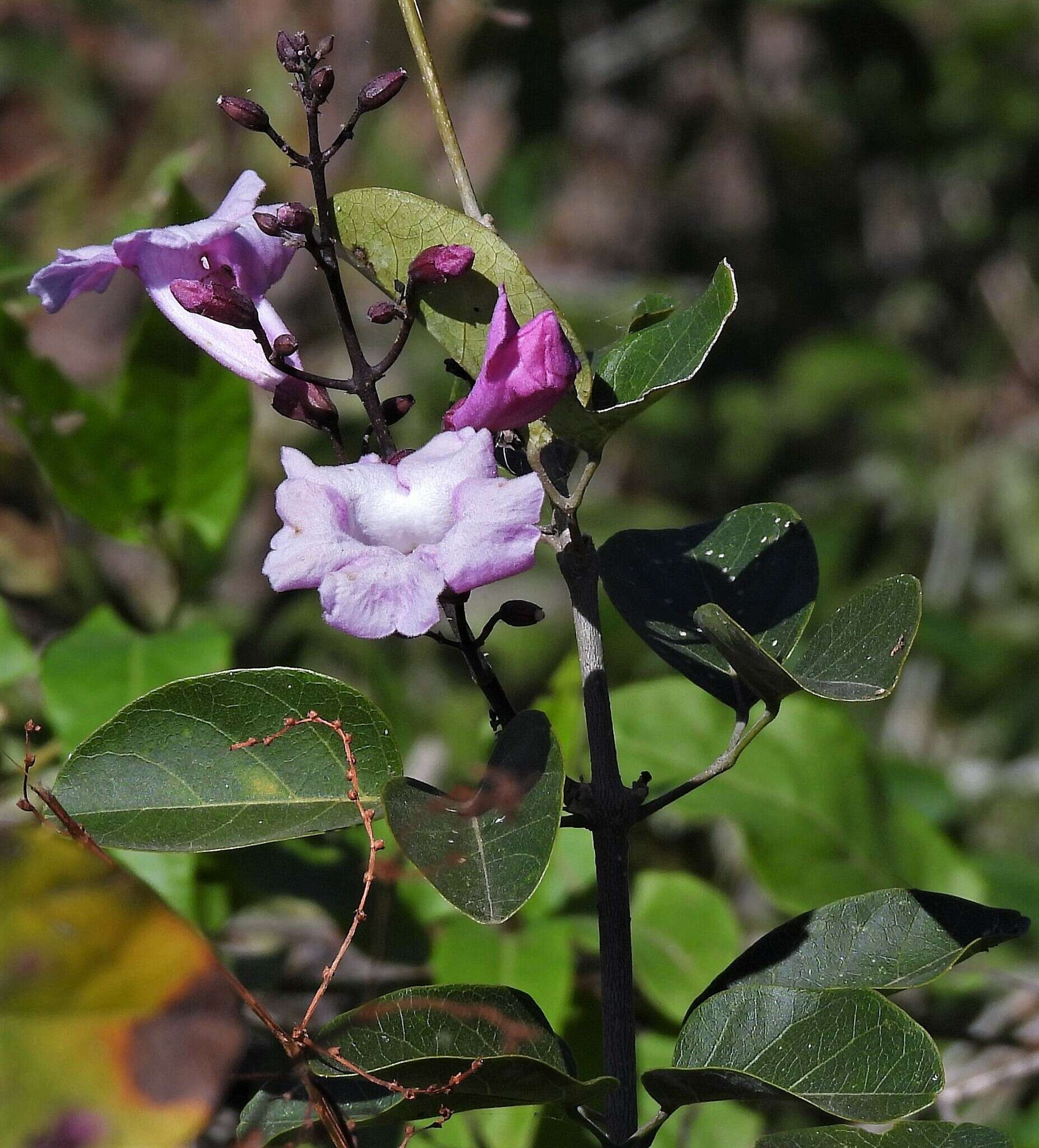 Image of Tanaecium dichotomum