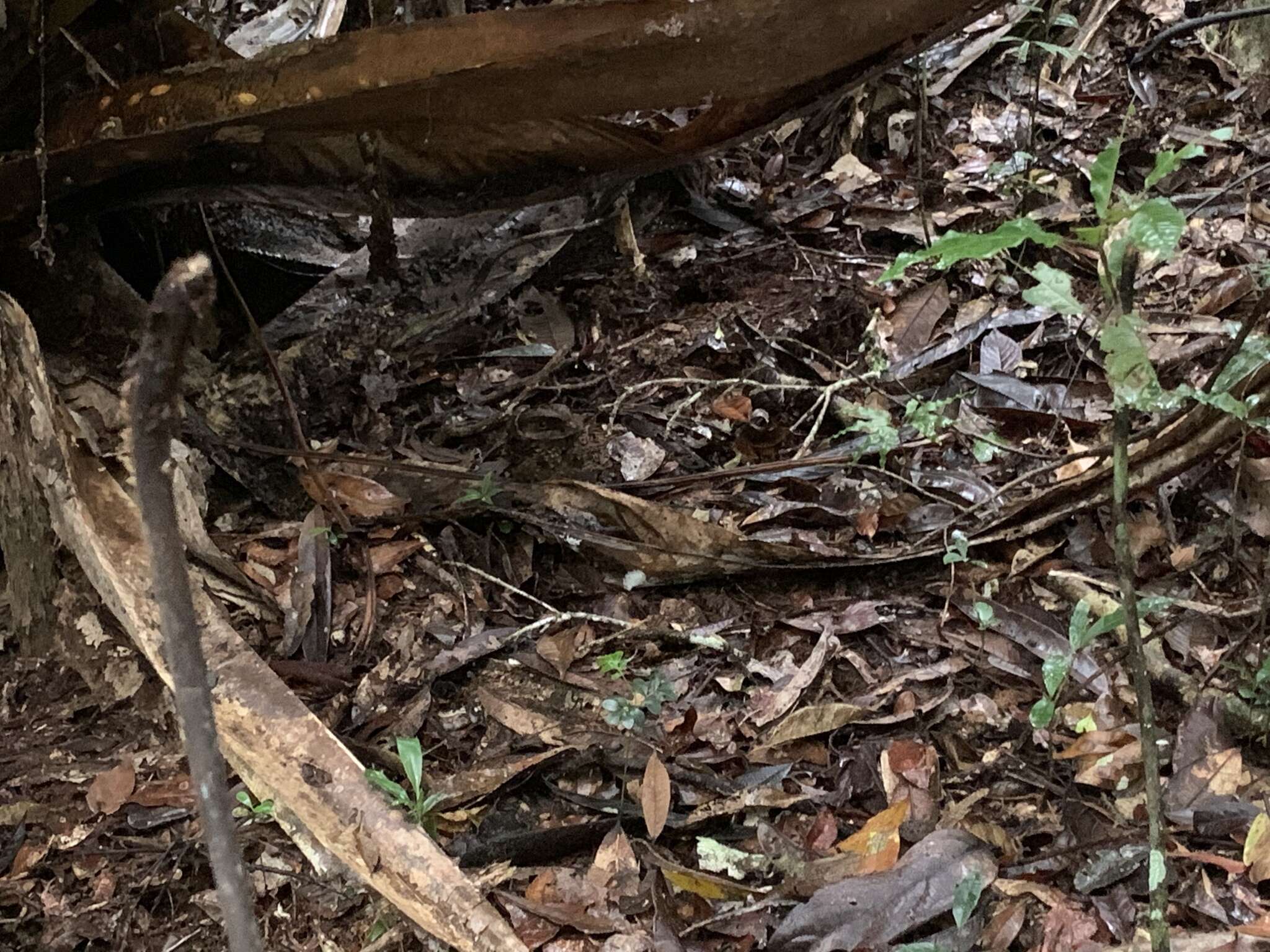 Image of Collared Nightjar