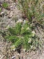 Imagem de Asclepias pumila (Gray) Vail