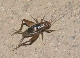 Image of Mormon Ground Cricket