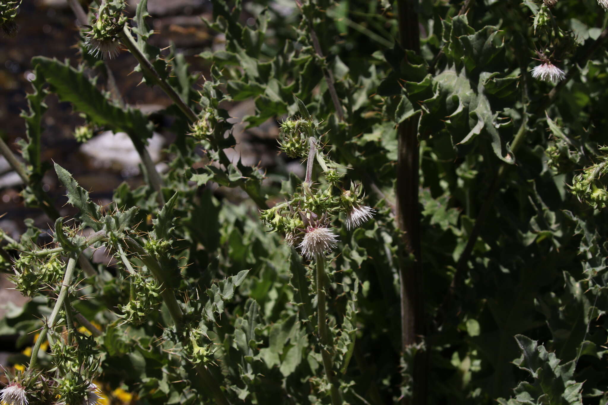 Image of Fountain Thistle