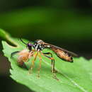 Image of Dioctria nakanensis Matsumura 1916