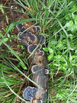 Image de Trametes cingulata Berk. 1854