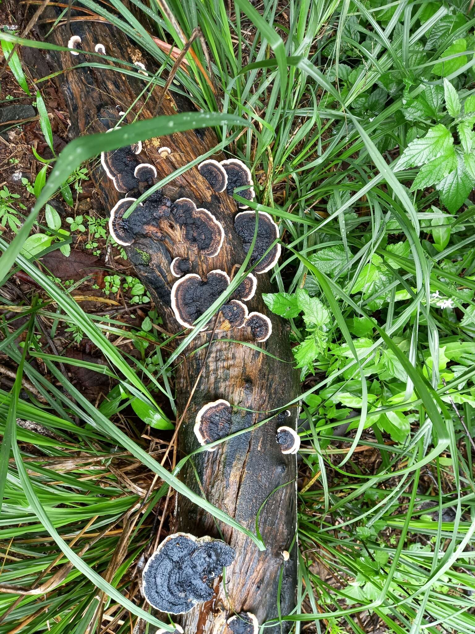 Image de Trametes cingulata Berk. 1854